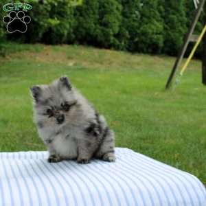Madoxx, Pomeranian Puppy